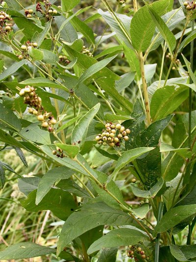 Lysimachia vulgaris