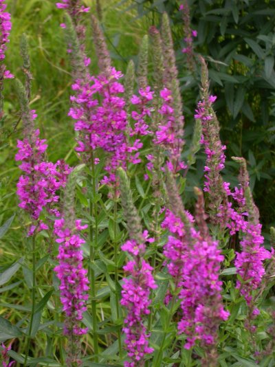 Lythrum salicaria