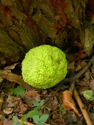 Maclura pomifera