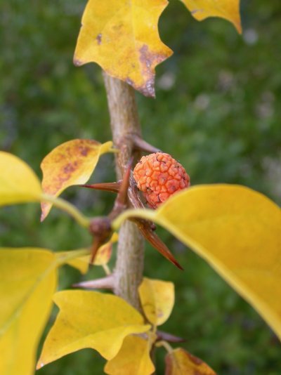 Maclura tricuspidata