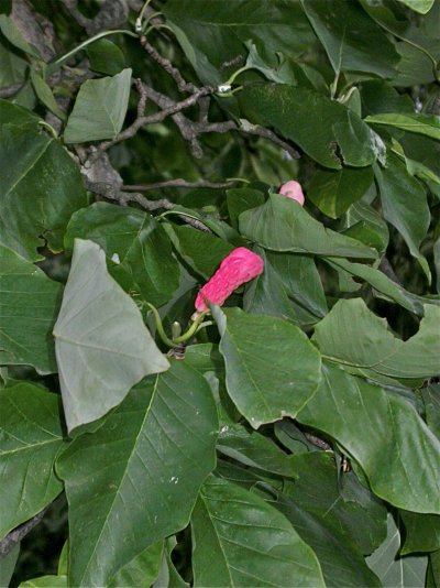 Magnolia acuminata