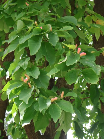 Magnolia acuminata