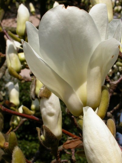 Magnolia denudata