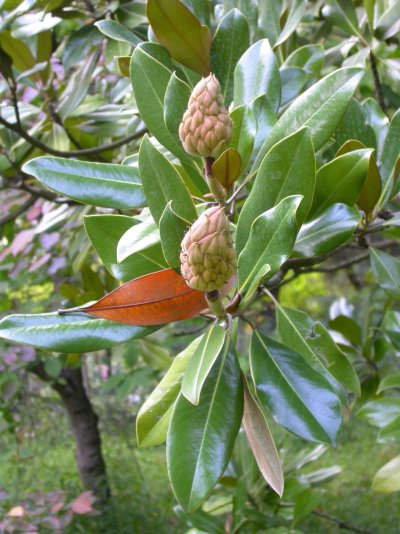 Magnolia grandiflora