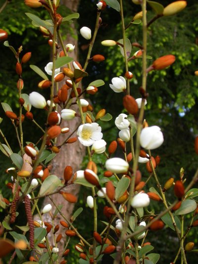 Magnolia laevifolia