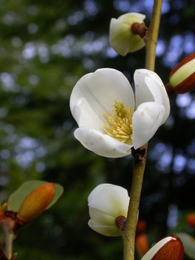 Magnolia laevifolia