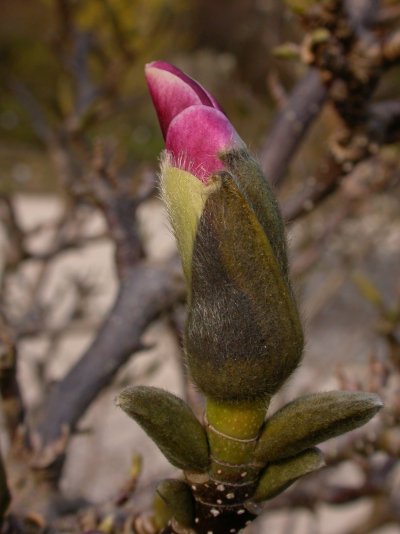 Magnolia liliiflora Magnolia liliiflora
