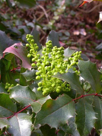 Mahonia aquifolium