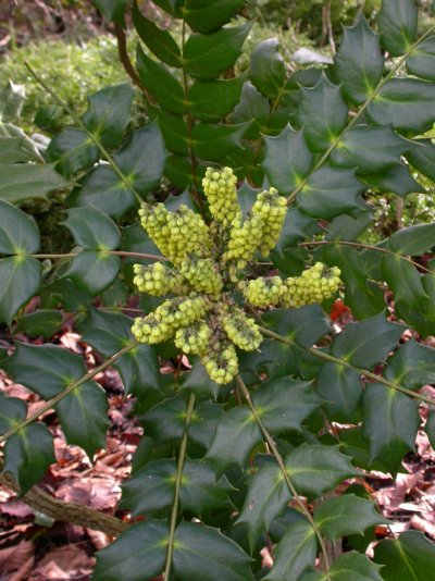 Mahonia bealei