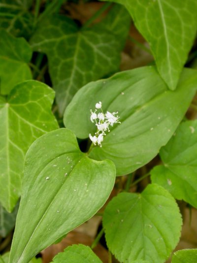 Maianthemum bifolium