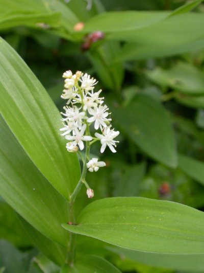 Maianthemum stellatum