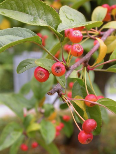 Malus cv. Hillieri (Floribunda-Hybride)