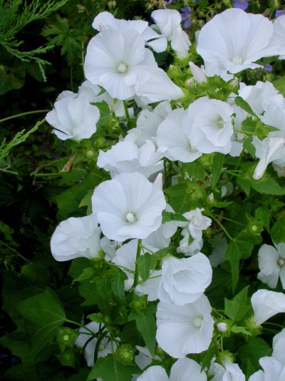 Malva trimestris