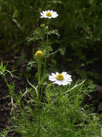 Matricaria chamomilla