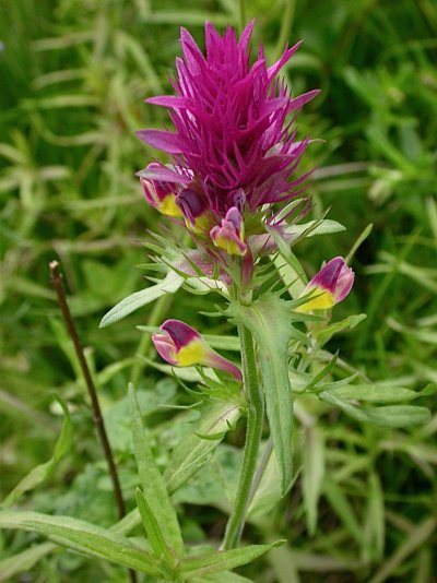 Melampyrum arvense