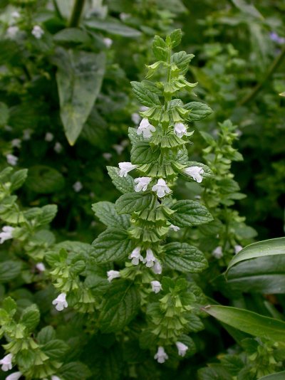 Melissa officinalis