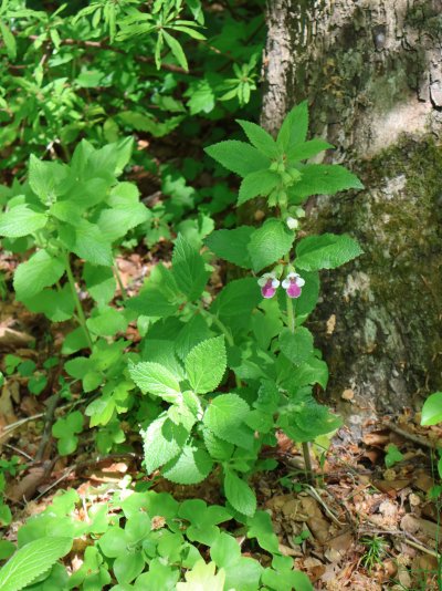 Melittis melissophyllum