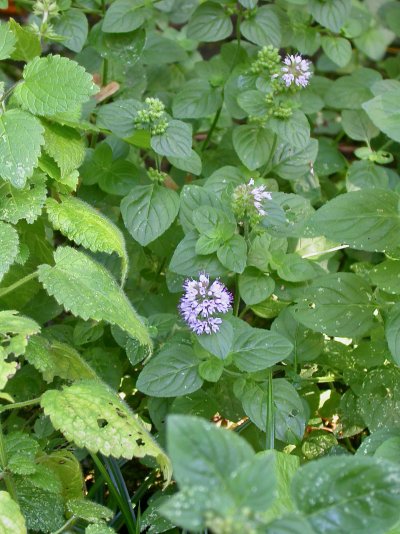 Mentha aquatica