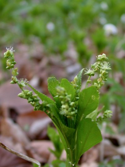 Mercurialis perennis