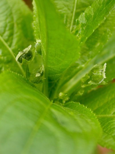 Mercurialis perennis