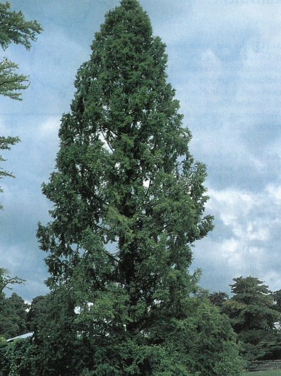 Metasequoia glyptostroboides_Botanischer Garten Berlin_P. Schütt