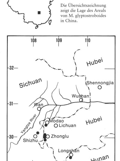 Metasequoia glyptostroboides_Z. Shen + P. Schütt