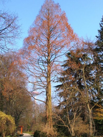 Metasequoia glyptostroboides Urweltmammutbaum