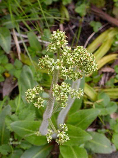 Micranthes pensylvanica (=Saxifraga pensylvanica)