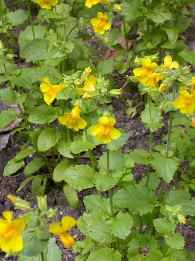 Mimulus luteus