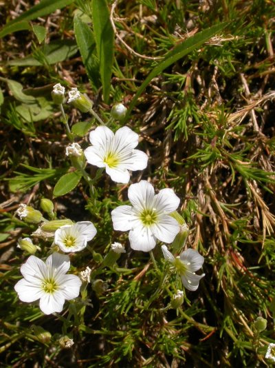 Minuartia laricifolia