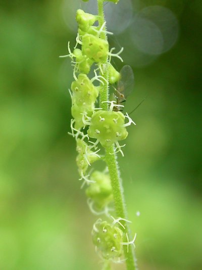 Mitella ovalis