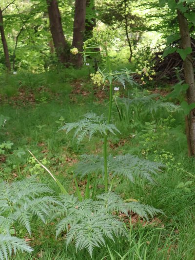 Molopospermum peloponnesiacum