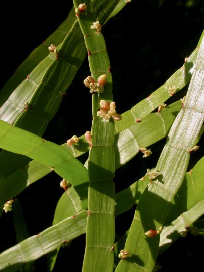 Muehlenbeckia platyclada (= Homalocladium platycladum)