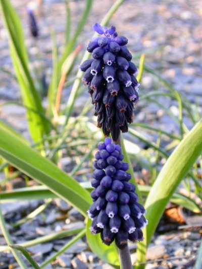 Muscari neglectum