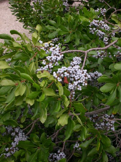 Myrica pensylvanica Myrica pensylvanica