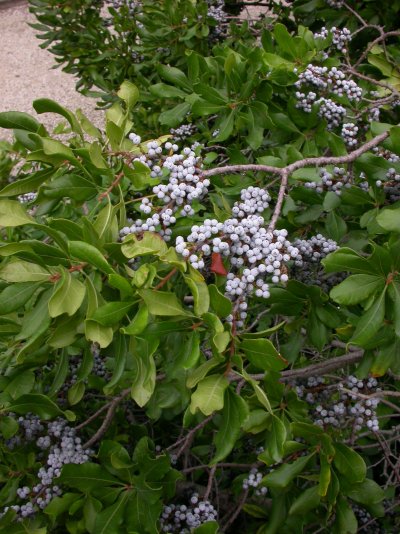 Myrica pensylvanica