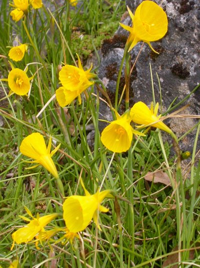 Narcissus bulbocodium