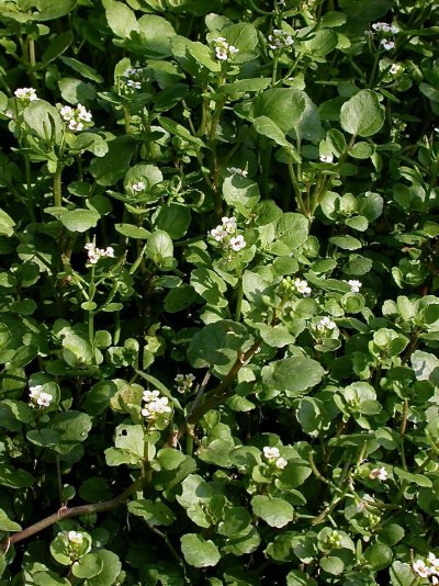 Nasturtium officinale (Syn.: Rorippa nasturtium)