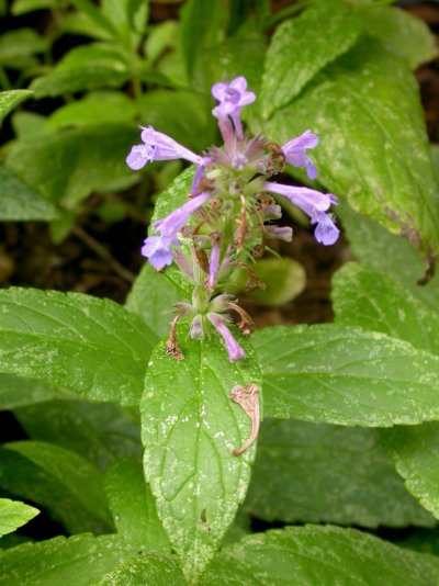 Nepeta cyanea subsp. cyanea