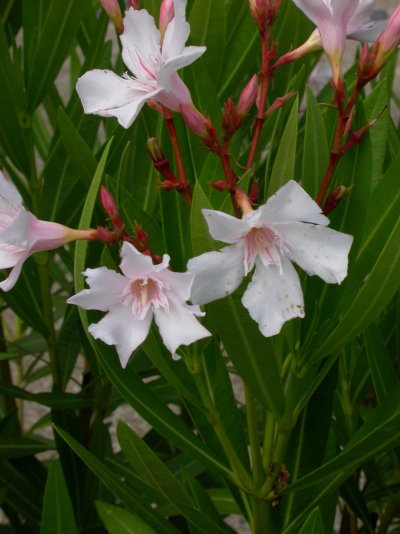 Nerium oleander