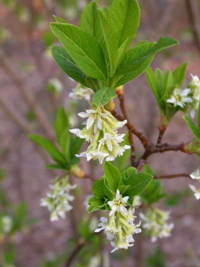 Oemleria cerasiformis