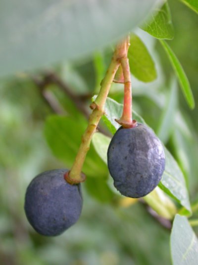 Oemleria cerasiformis