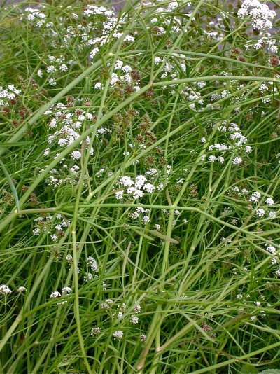 Oenanthe lachenalii