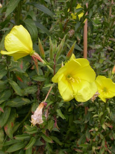 Oenothera glazioviana