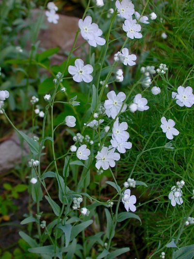 Omphalodes linifolia