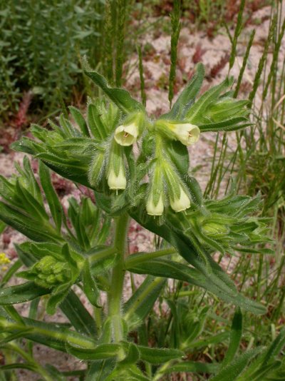 Onosma arenaria