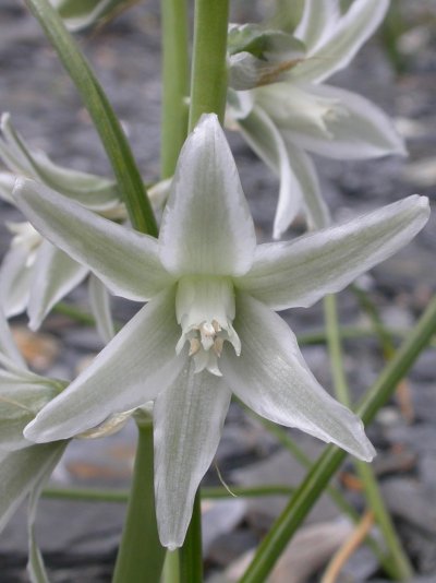 Ornithogalum nutans