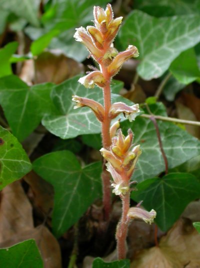 Orobanche hederae