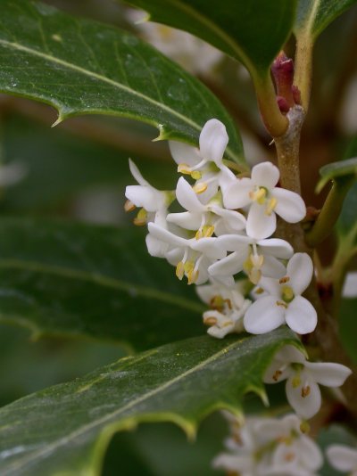 Osmanthus armatus