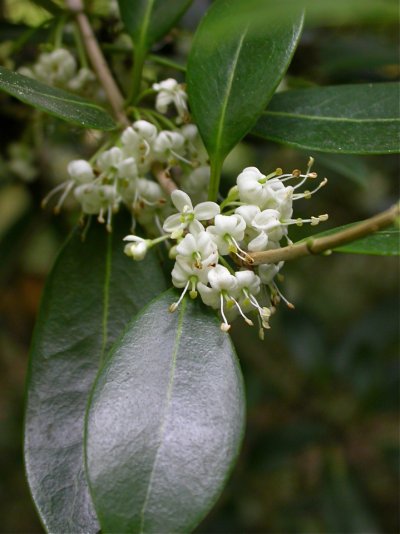 Osmanthus heterophyllus (=Osmanthus ilicifolius)